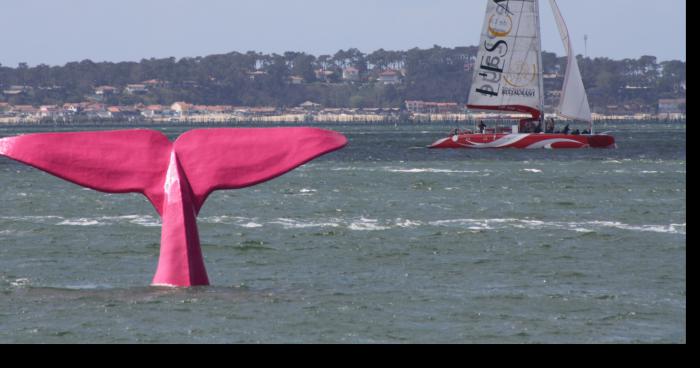 Après l'attaque de requin, c'est une baleine rose qui apparait dans les eaux de Palavas