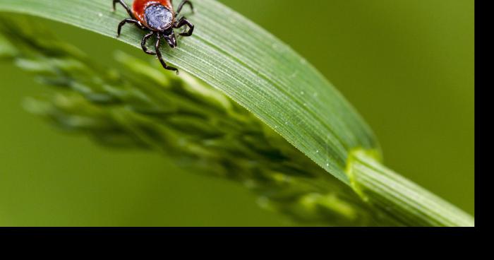 Améliorer notre santé en mangeant Monsanto