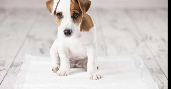 Le petit chien de François Hollande est mort