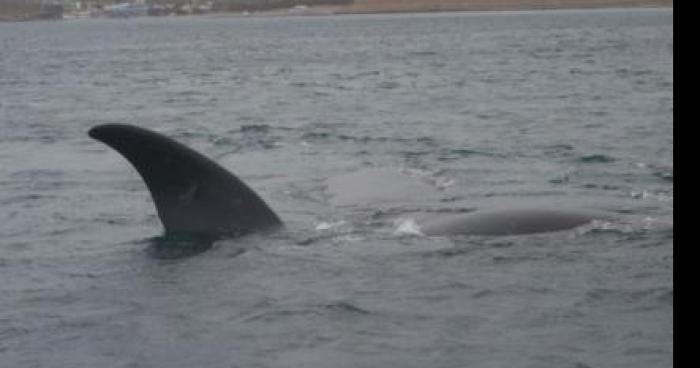 Requin appercu a la plage de grand anse nouveau-brunswick