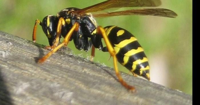 Invasions de guêpes tueuse