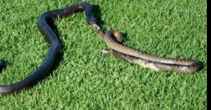 Ici au lac d'ardre a 15h10 des centaines de serpents découvert a la genre de friterie et au pédalo