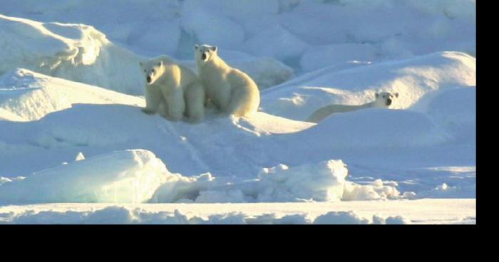 Voyage au pole nord