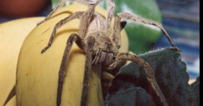 Mygale trouvée dans mon sac de banane.