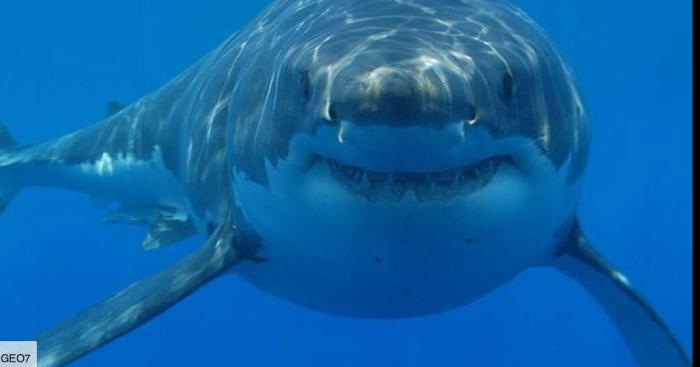 Grand requin baiseur à Cannes