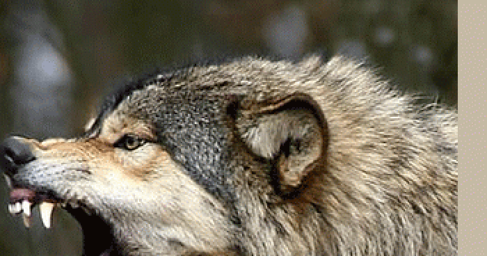 Alerte de loup secteur Coaticook