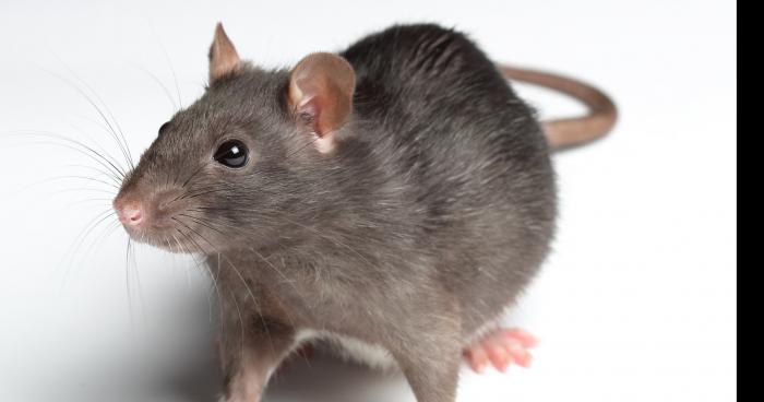 Rat trouvé dans un hamburger