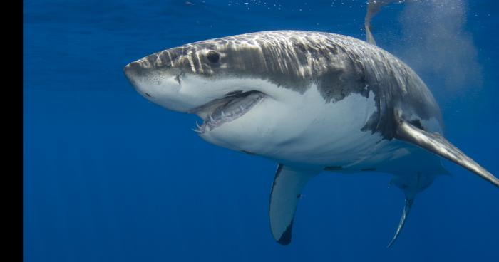 Attaque de requin a Avignon