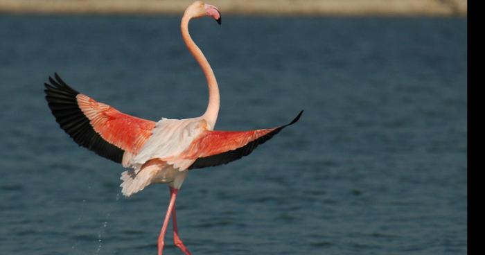 Flamand rose de 3,90m en Camargue.