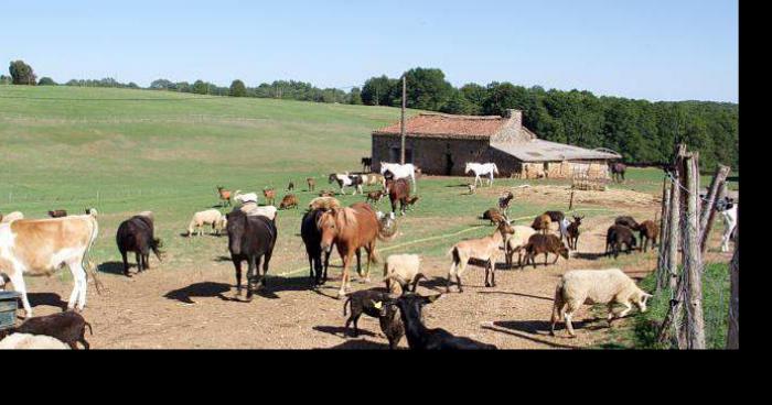 Acte de zoophilie