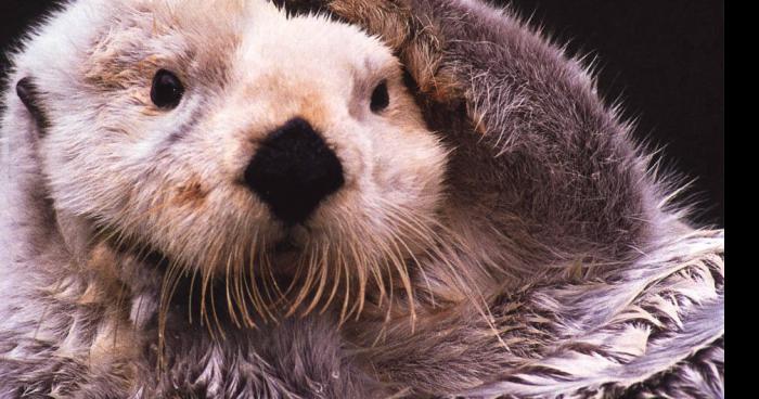 Il introduit son pénis dans une loutre