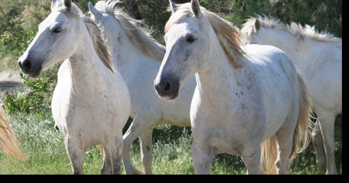 Des chevaux sauvages en Belgique ?