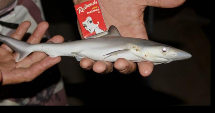 Requin-Moustique en Corse