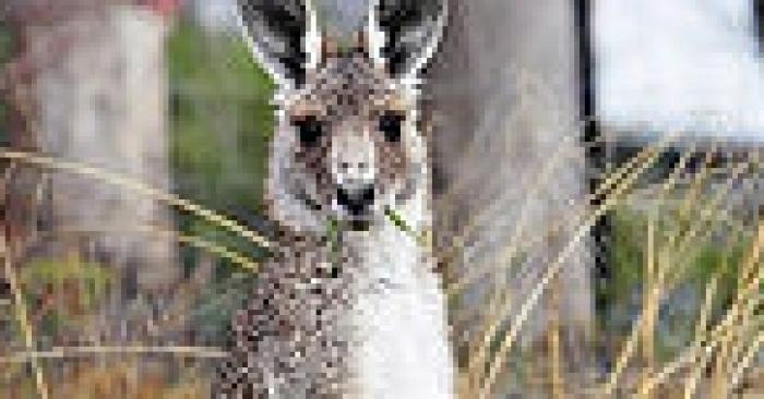 Des kangourous? aperçus dans le Massif des Maures !