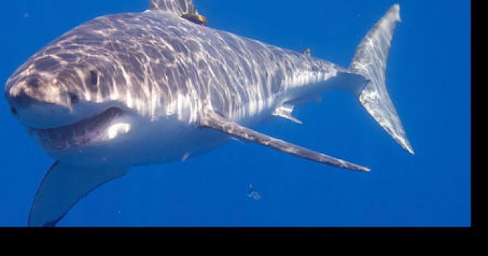 Un requin bouledogue attaque un baigneur au Veillat (Saint-Raphaël)