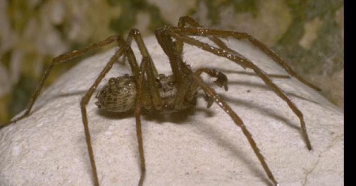 Une araignée géante aux Pennes Mirabeaux