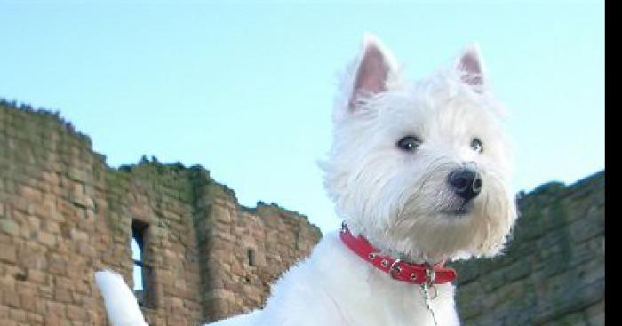 Le West Highland Terrier maintenant dans la famille des Caniches