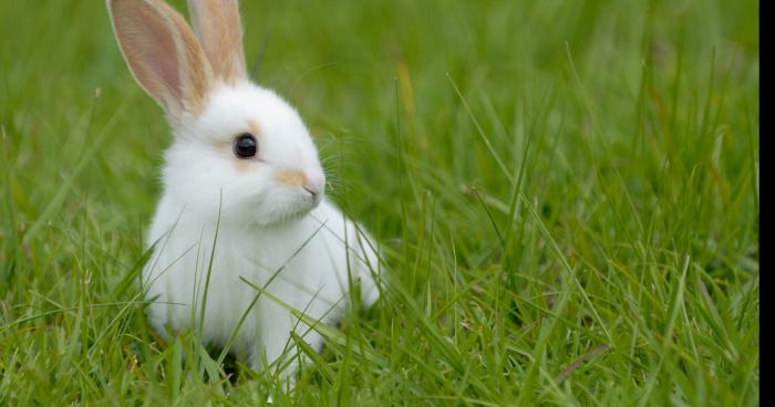 Ivre , il broie les lapins de sa voisine