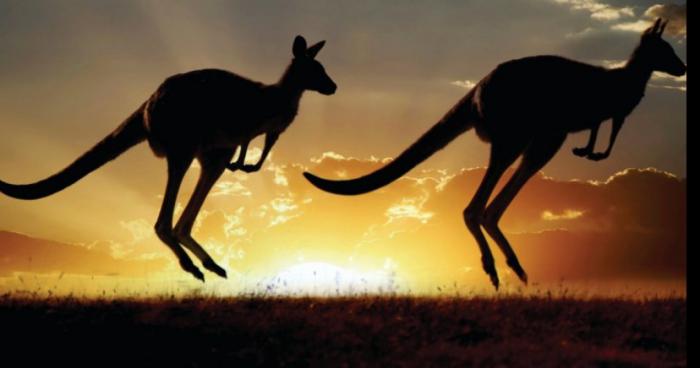 Des Kangourous Australien attendent