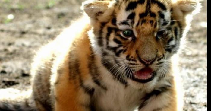 Le bebe tigre a dromonvile