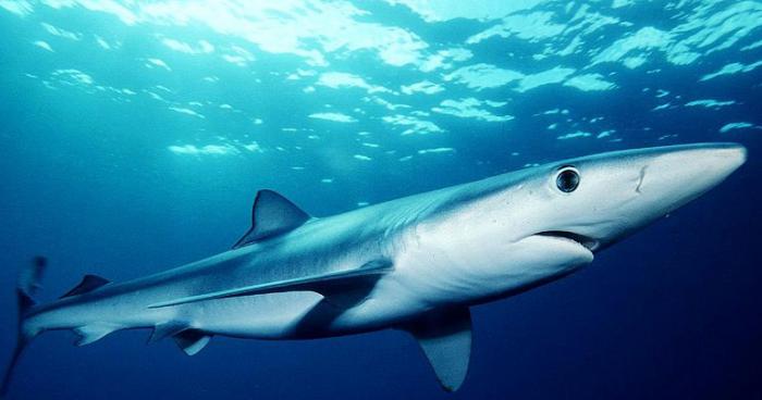 Des requins bleus auraient vu Elise !