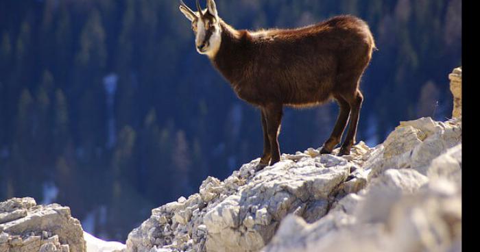 Un chamois en rut terrorise des touristes à la montagne