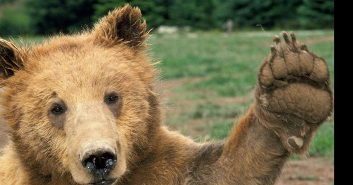 Attaque par un ours