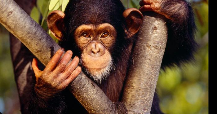 2 jeunes kindnappe un singe et le frappe