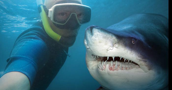 ADOPTE TON REQUIN : devenir propriétaire pour protéger les requins de l'île de la Réunion