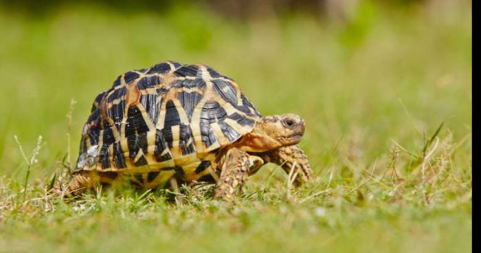 Mbappé n'aime ni les blondes ni les brunes... mais les reptiles [GONE SEXUAL]