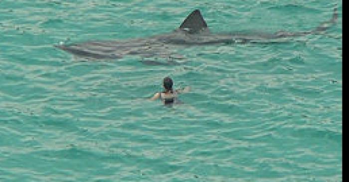 Requin pelerin sur port la nouvelle