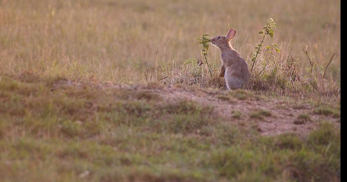 Un lapin tueur à Hambach !!!