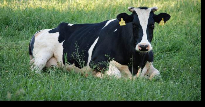 DOUCHY-LES-MINES: Les vaches de la croix sainte-Marie suspectées de vouloir faire le Jihad en Syrie