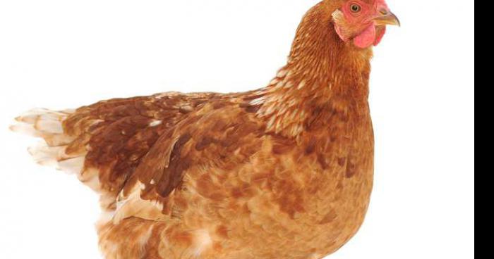 Une poule constipée pondrait des oeufs durs !