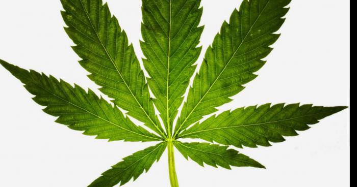 Légalisation du cannabis