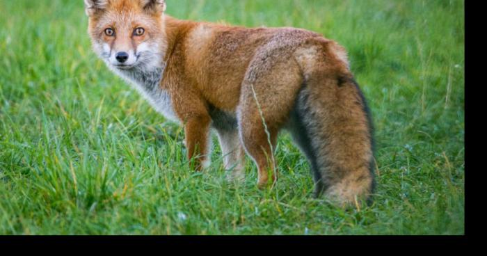 Invasion de renard en Province de Luxembourg