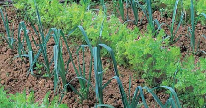 Une taxe sur les jardins potagers sera créée en 2019