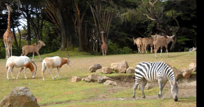 Un intru au Zoo