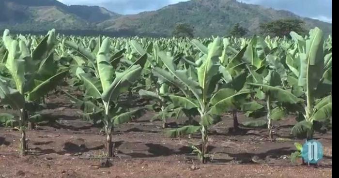 Bananerais : Chlordécone, insecticide à l'origine de cancer, un sol à dépolluer !