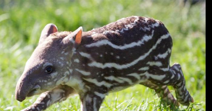 Un Tapir en liberté dans le bois de Thouars à Talence !!