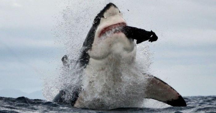 Un requin blanc de 5 mètre a était aperçue a la couronne