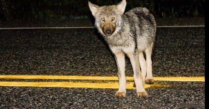 Des loups en Belgique ?