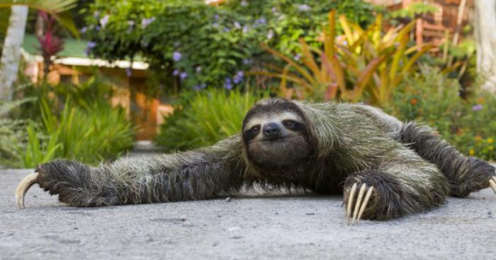 Tel le paressux sur son arbre, il est surpris en train de dormir pendant son travail, comme un paresseux