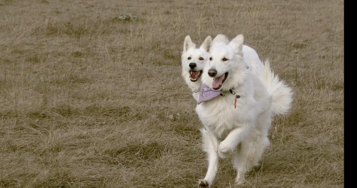 Un chien à 2 tête à vigneux sur seine