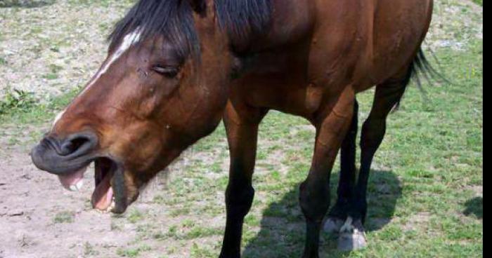 Un homme a été decouvert en train de sodomisé un cheval