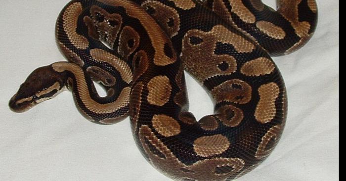 Givet : FIN DU SUSPENSE les 200 pythons ont été retrouvés