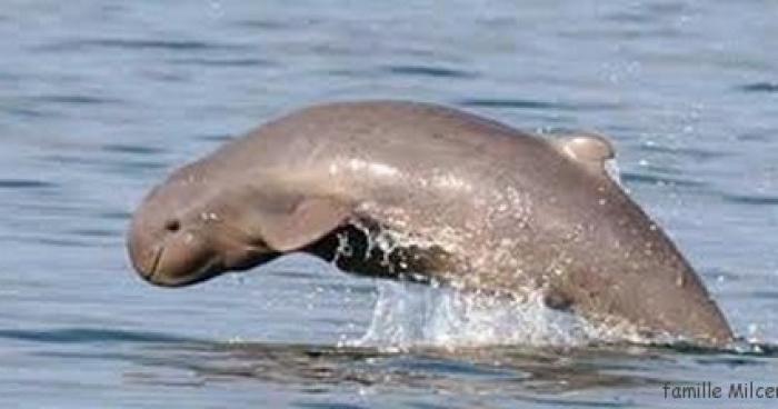 Une dauphin dans le lac Léman