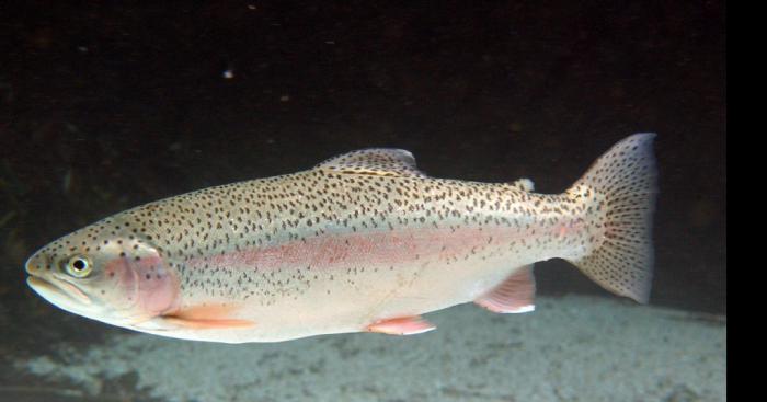 Drame après l ouverture de la pêche à la truite ce week-end en Ardennes