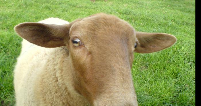 Un violeur de mouton a encore frappé à Saint abraham