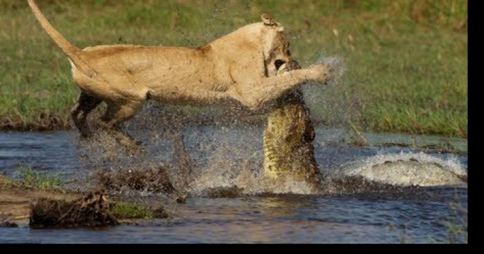 Un lion a été tuer par un alligator !